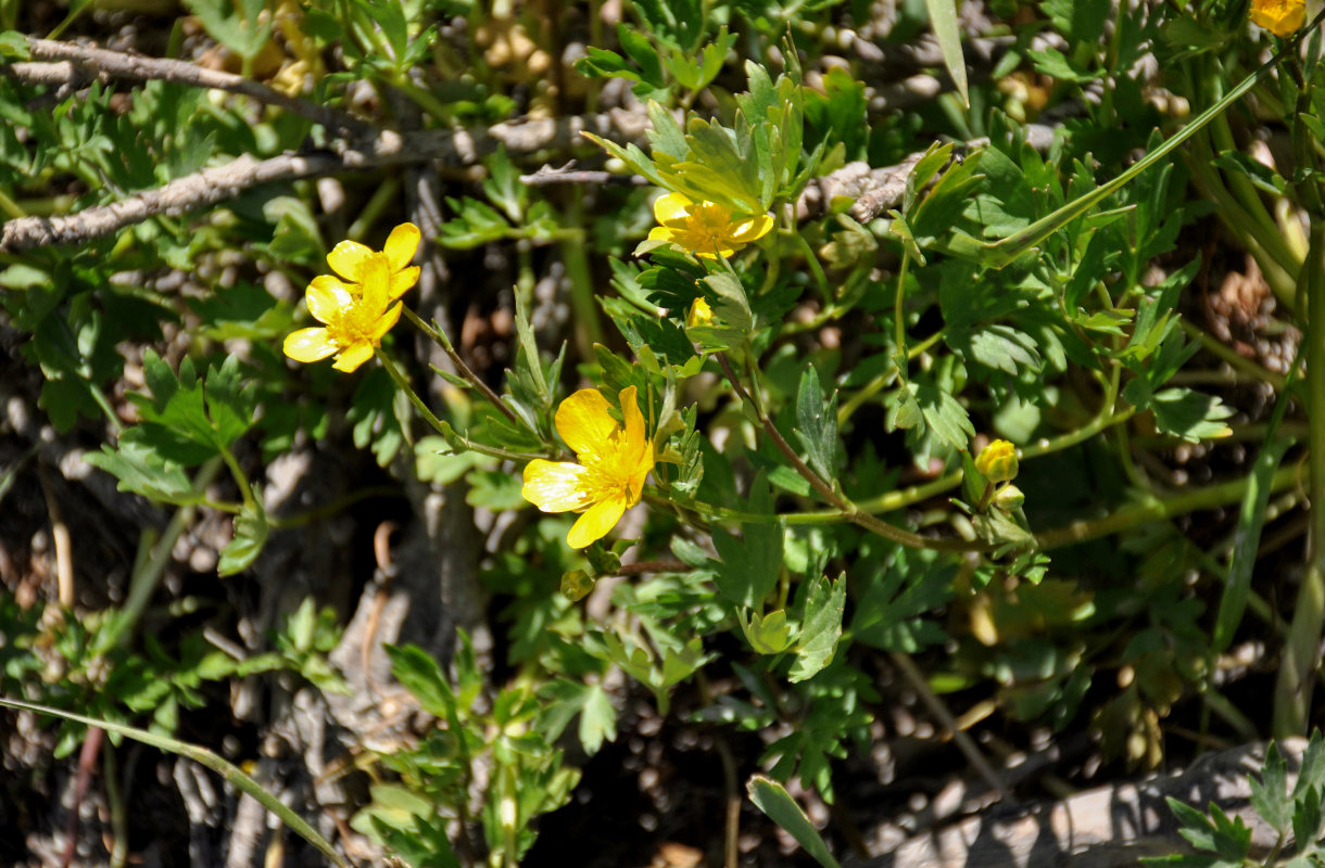 Image of Ranunculus repens specimen.