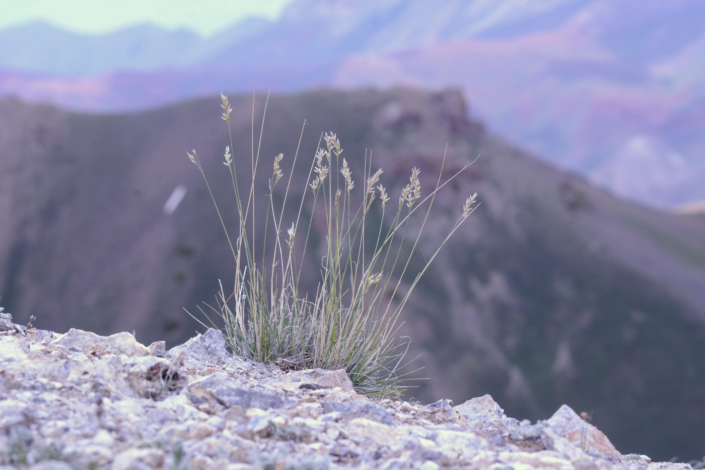 Image of Festuca olgae specimen.