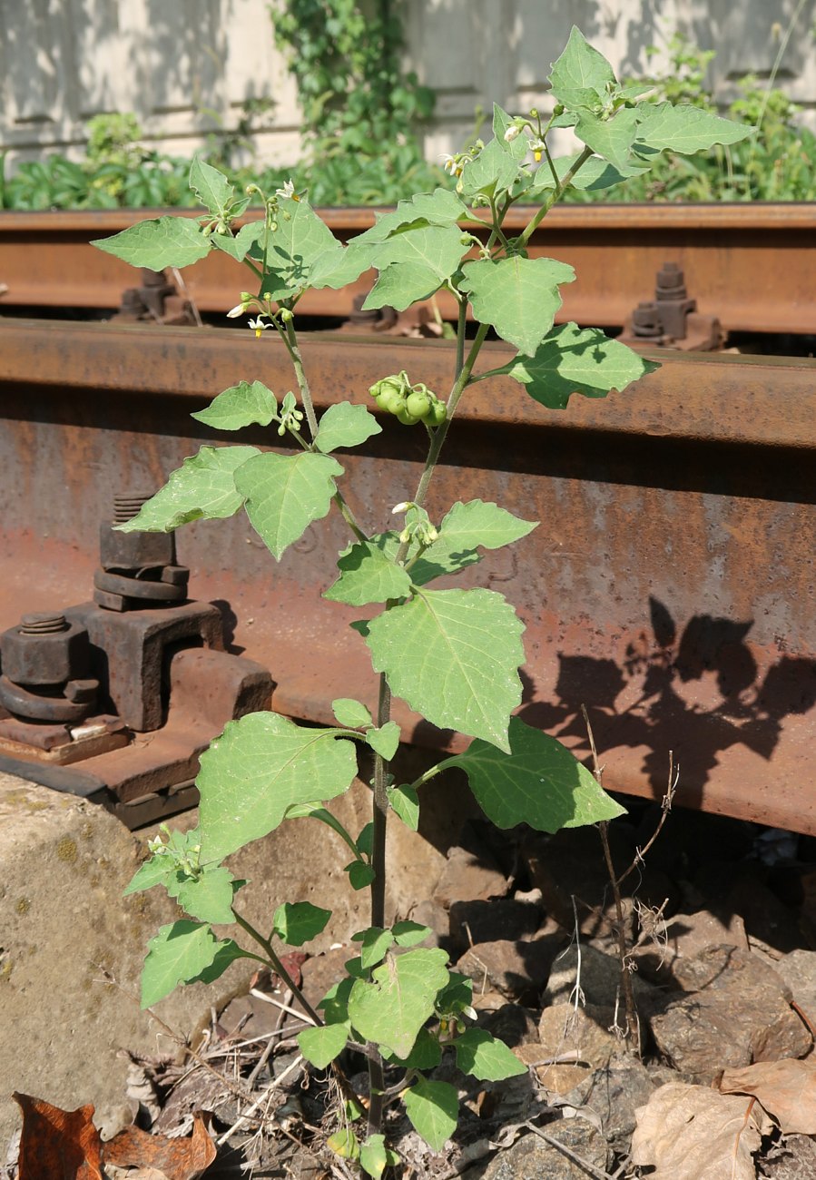 Image of Solanum nigrum ssp. schultesii specimen.