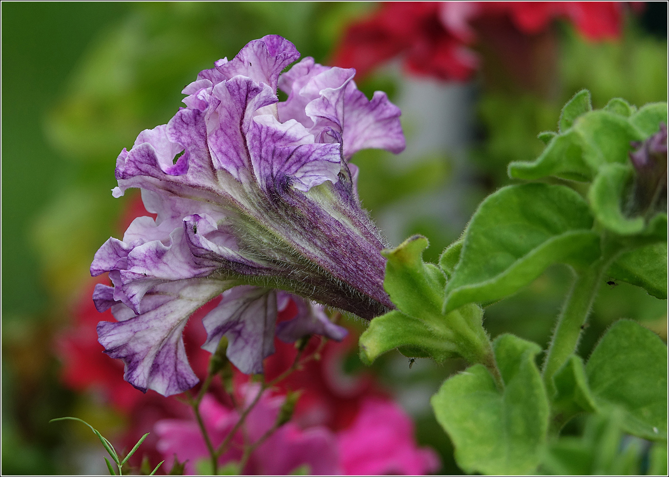 Изображение особи Petunia &times; atkinsiana.