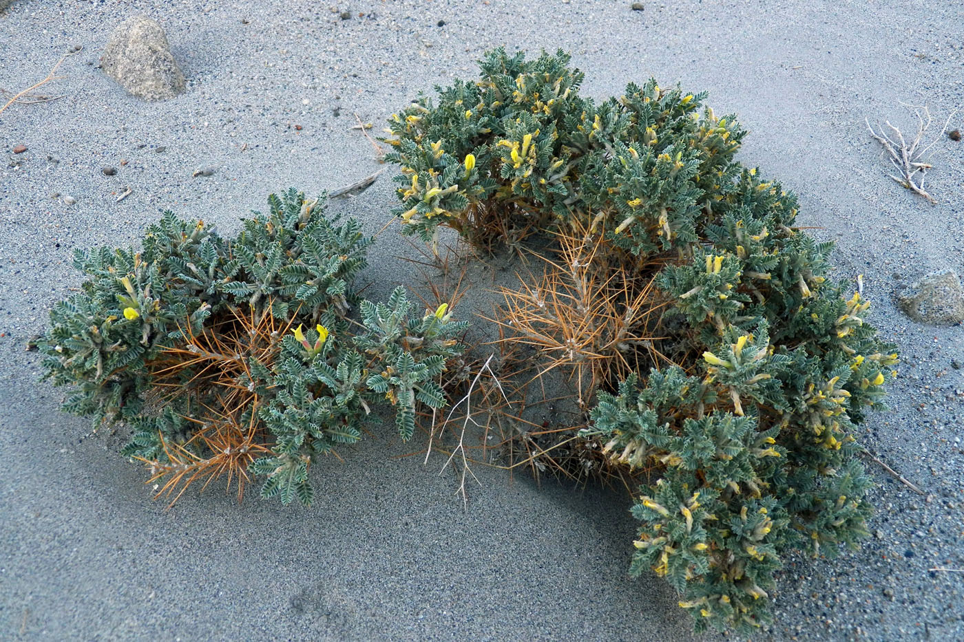 Image of Astragalus lasiosemius specimen.