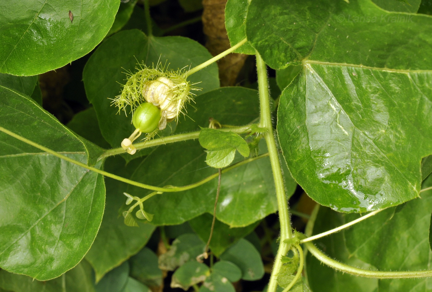 Image of Passiflora foetida specimen.