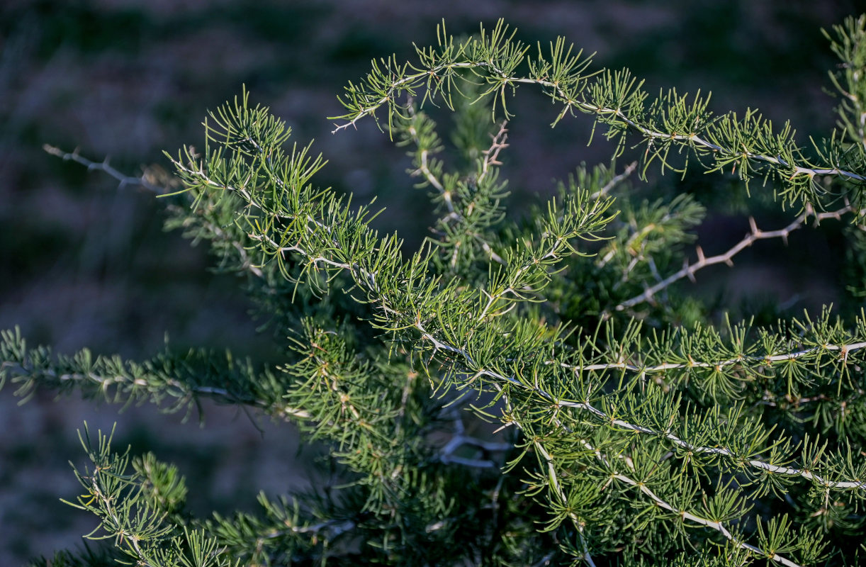 Изображение особи Asparagus albus.