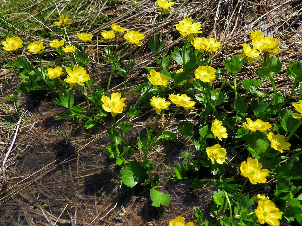 Image of Ranunculus altaicus specimen.