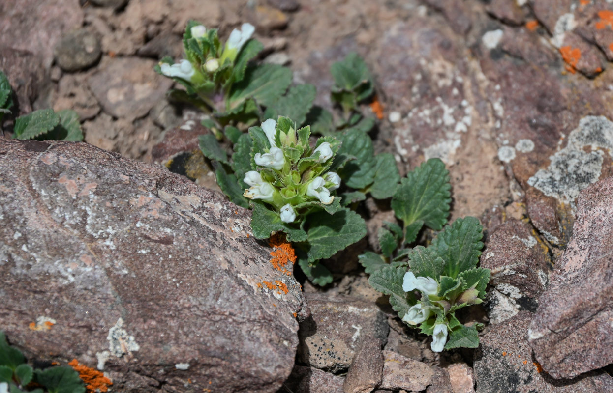 Image of Dracocephalum heterophyllum specimen.