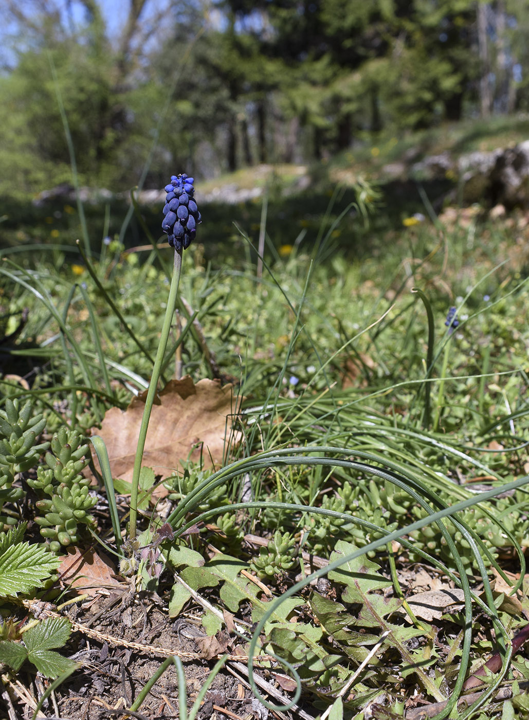 Image of Muscari neglectum specimen.