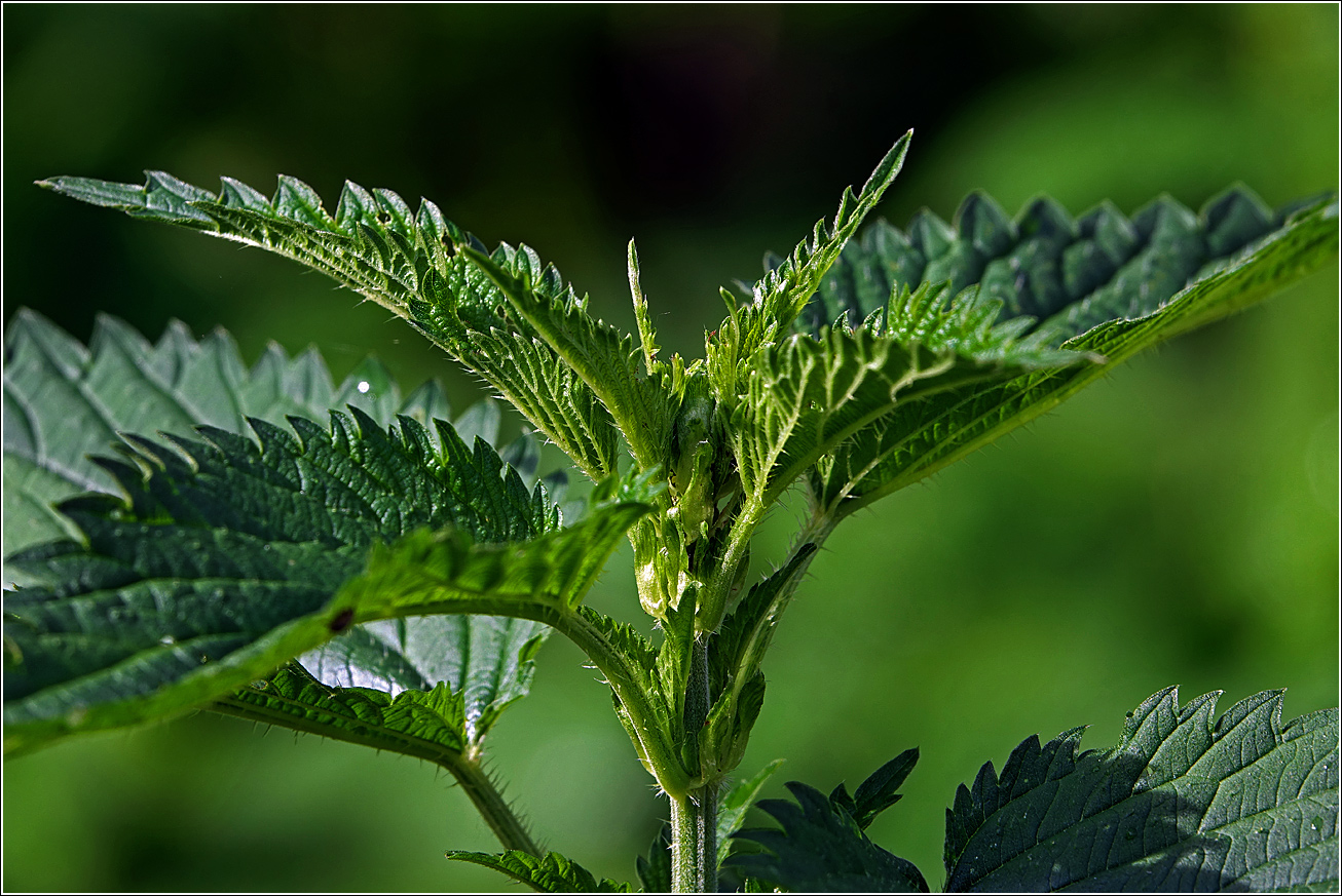 Image of Urtica dioica specimen.