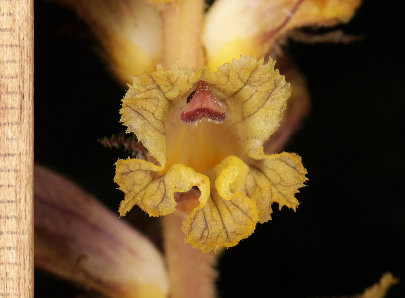 Image of Orobanche laxissima specimen.