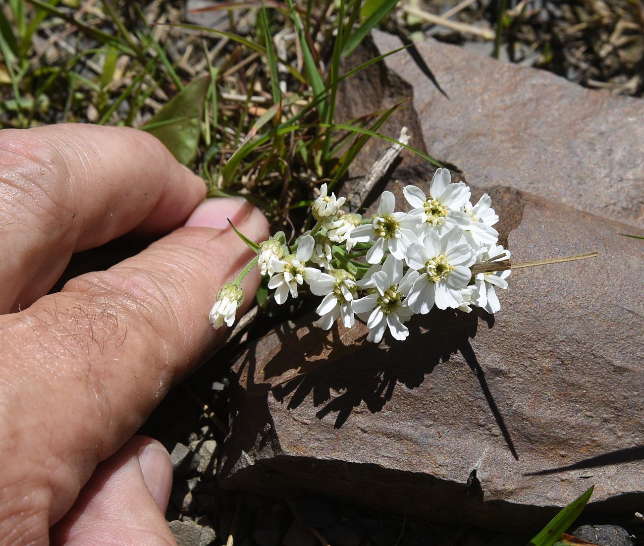 Изображение особи Achillea ptarmicifolia.