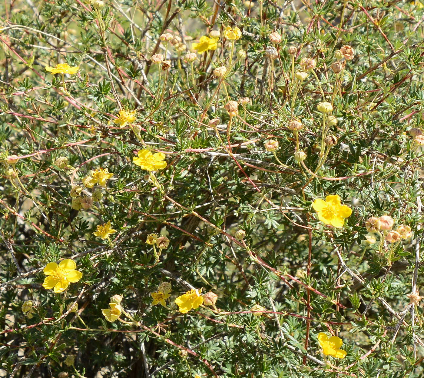 Image of Dasiphora parvifolia specimen.