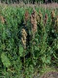 Rumex confertus. Плодоносящие растения. Оренбургская обл., Кувандыкский гор. округ, окр. дер. Первое Юмагузино, луг. 05.07.2023.