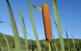 Смотреть изображение Typha angustifolia