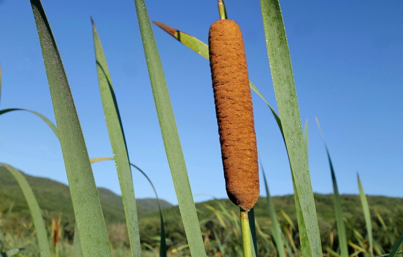 Изображение особи Typha angustifolia.