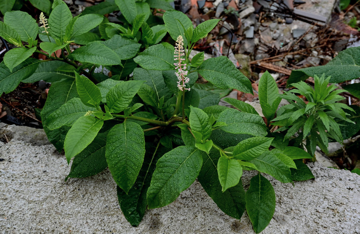 Изображение особи Phytolacca americana.