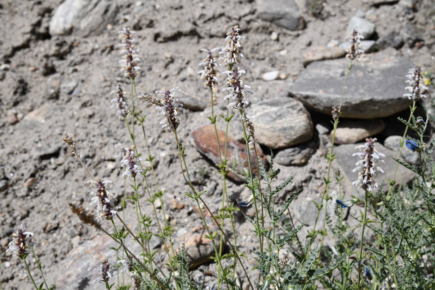 Image of Nepeta podostachys specimen.