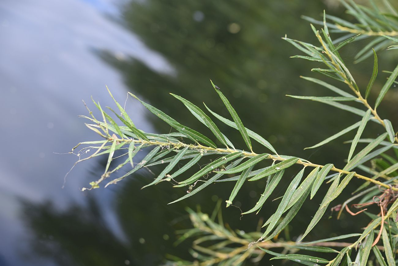 Image of Salix viminalis specimen.