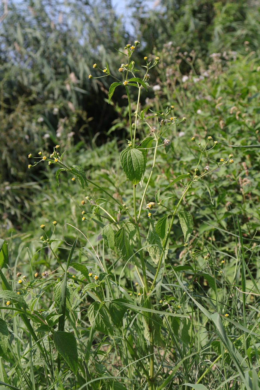 Image of Galinsoga parviflora specimen.