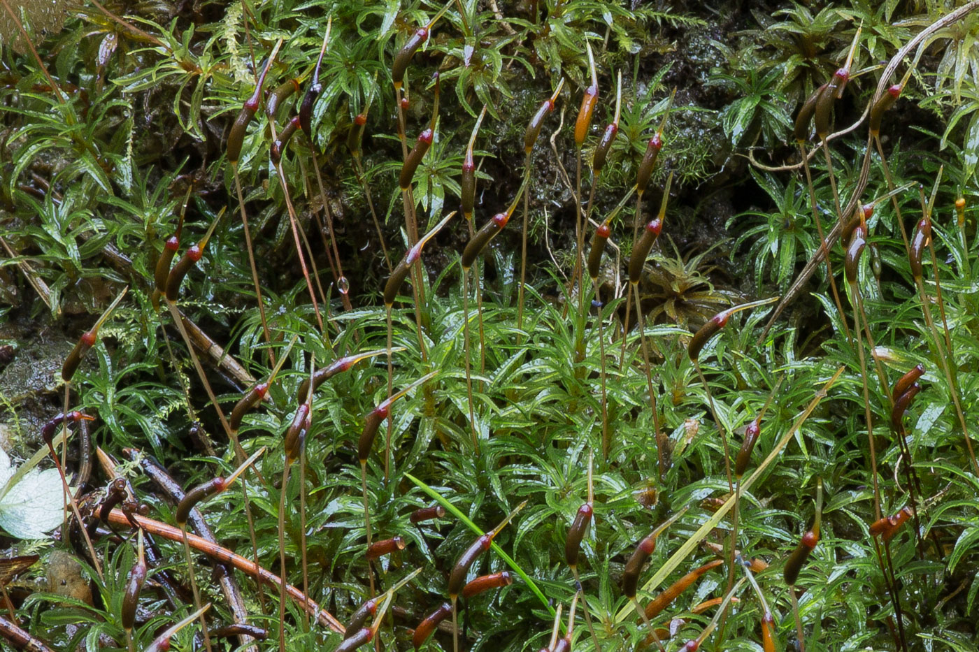 Image of Atrichum undulatum specimen.