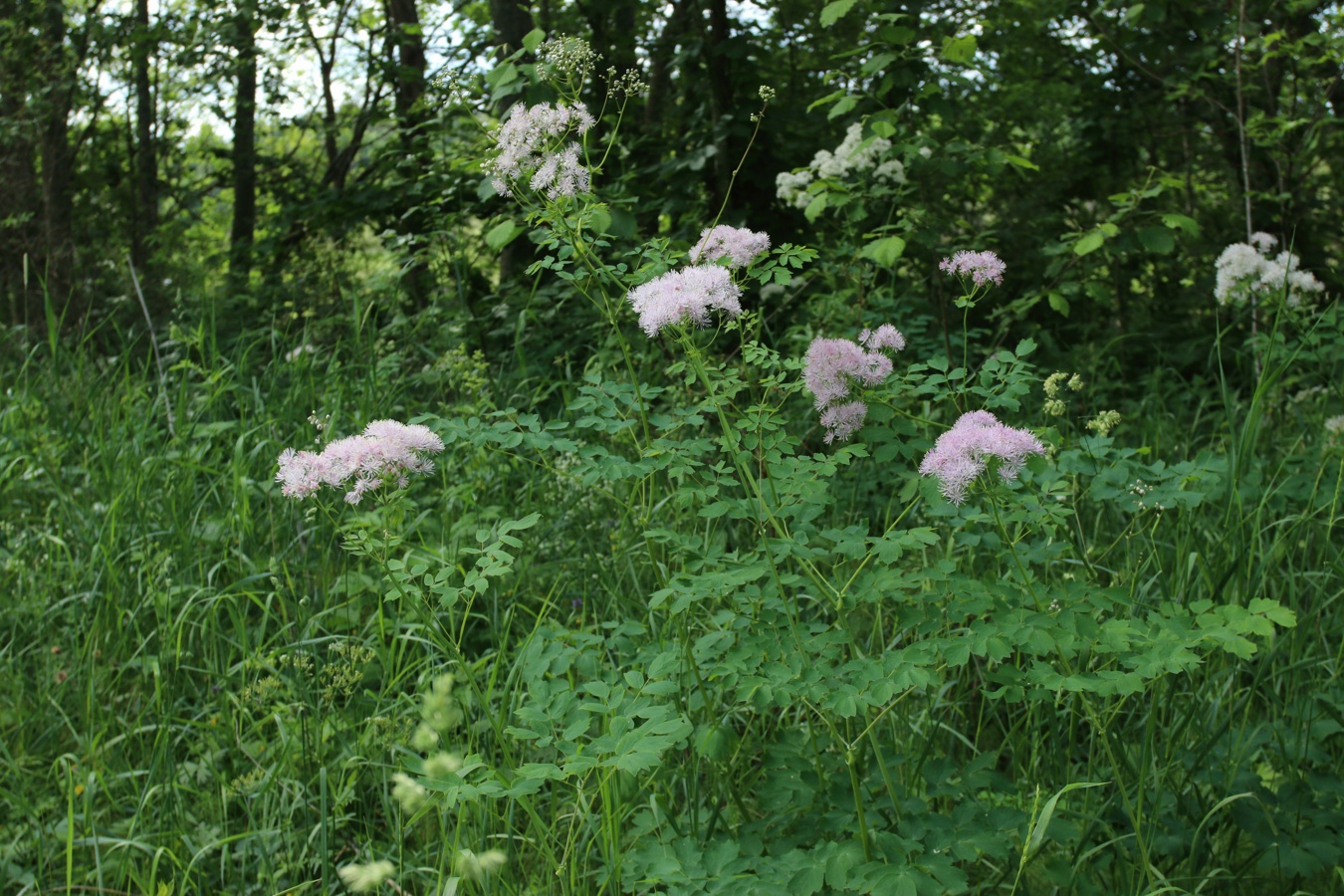 Image of Thalictrum aquilegiifolium specimen.