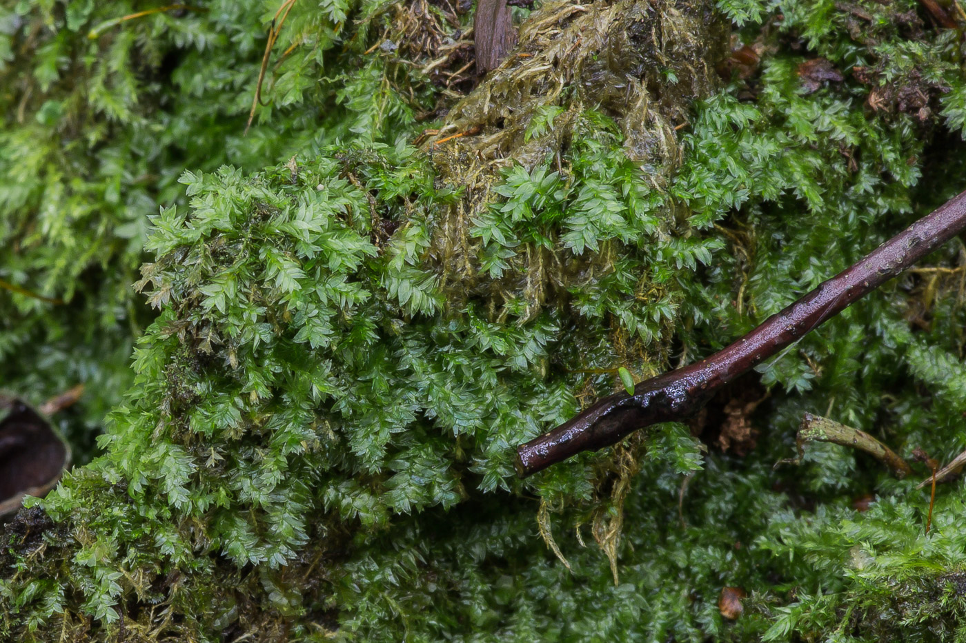 Image of genus Plagiothecium specimen.