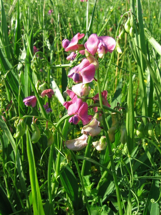 Image of Lathyrus sylvestris specimen.