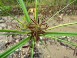 Cyperus orthostachyus. Верхушка цветущего растения. Амурская обл., Архаринский р-н, окр. с. Кундур, сырая обочина отсыпной дороги. 29.08.2023.