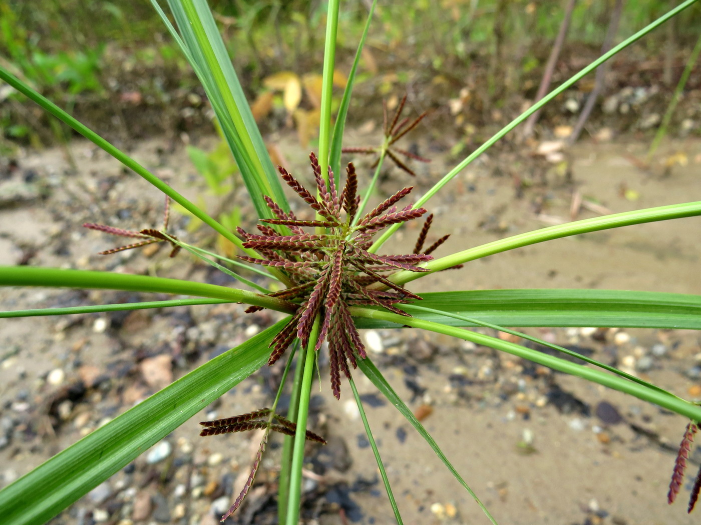 Изображение особи Cyperus orthostachyus.