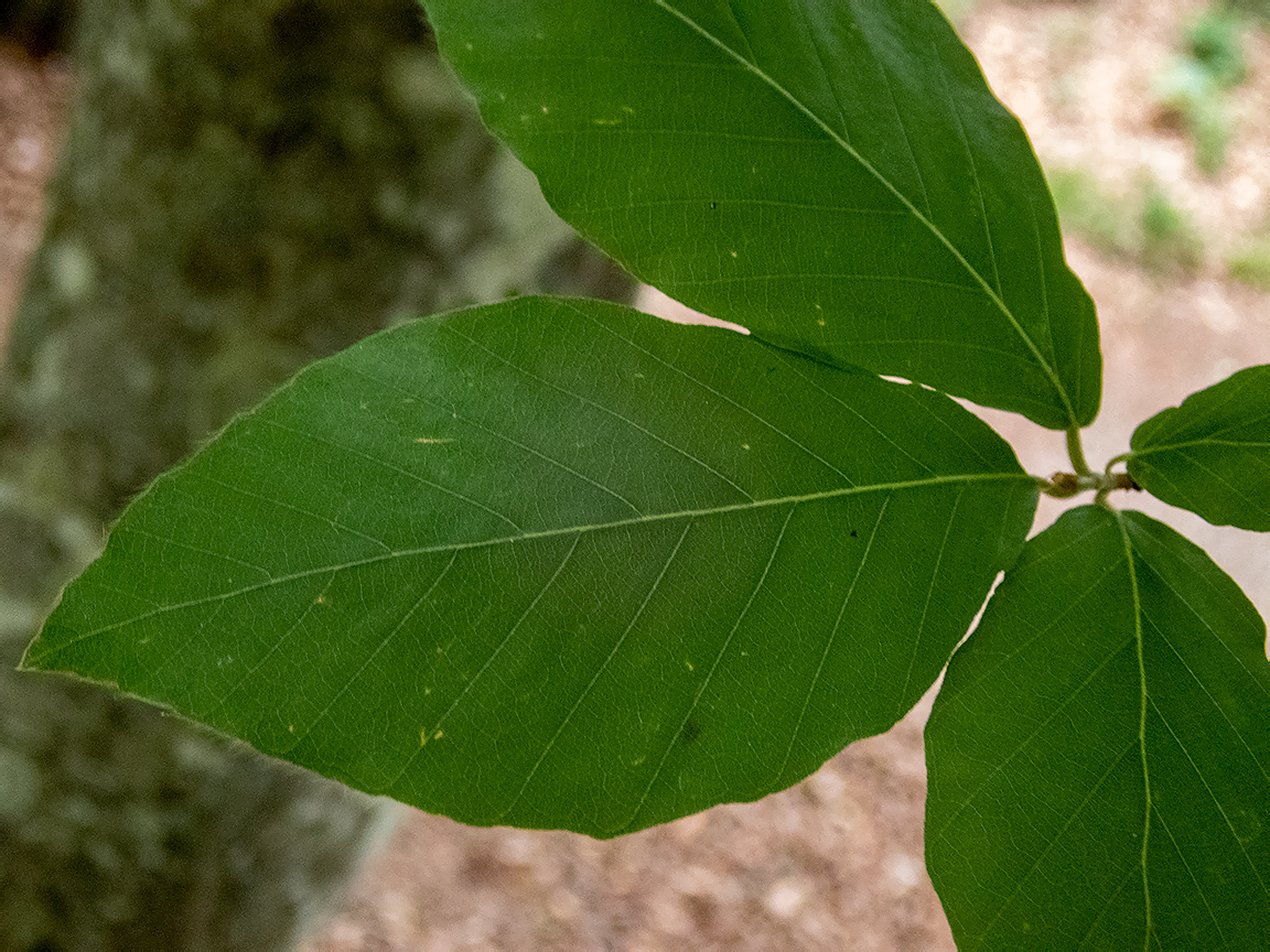 Image of Fagus &times; taurica specimen.