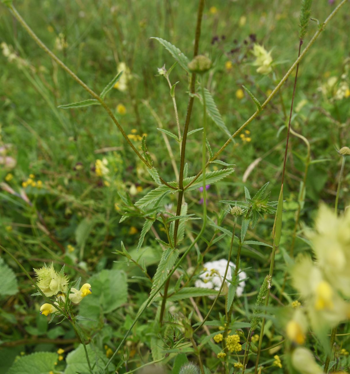 Image of genus Rhinanthus specimen.