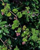 Rubus idaeus