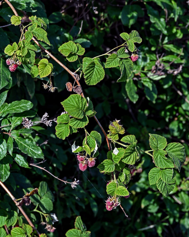 Изображение особи Rubus idaeus.