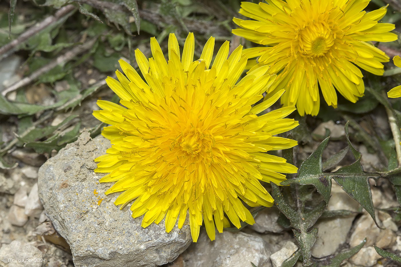 Изображение особи род Taraxacum.