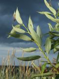 Salix pentandra. Побег (видна абаксиальная поверхность листьев). Ленинградская обл., окр. пос. Большая Ижора, побережье Финского зал., песчаный береговой вал. 27.07.2024.