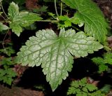 Geranium gracile