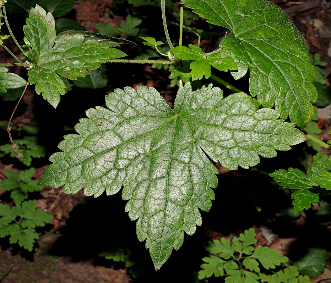 Изображение особи Geranium gracile.