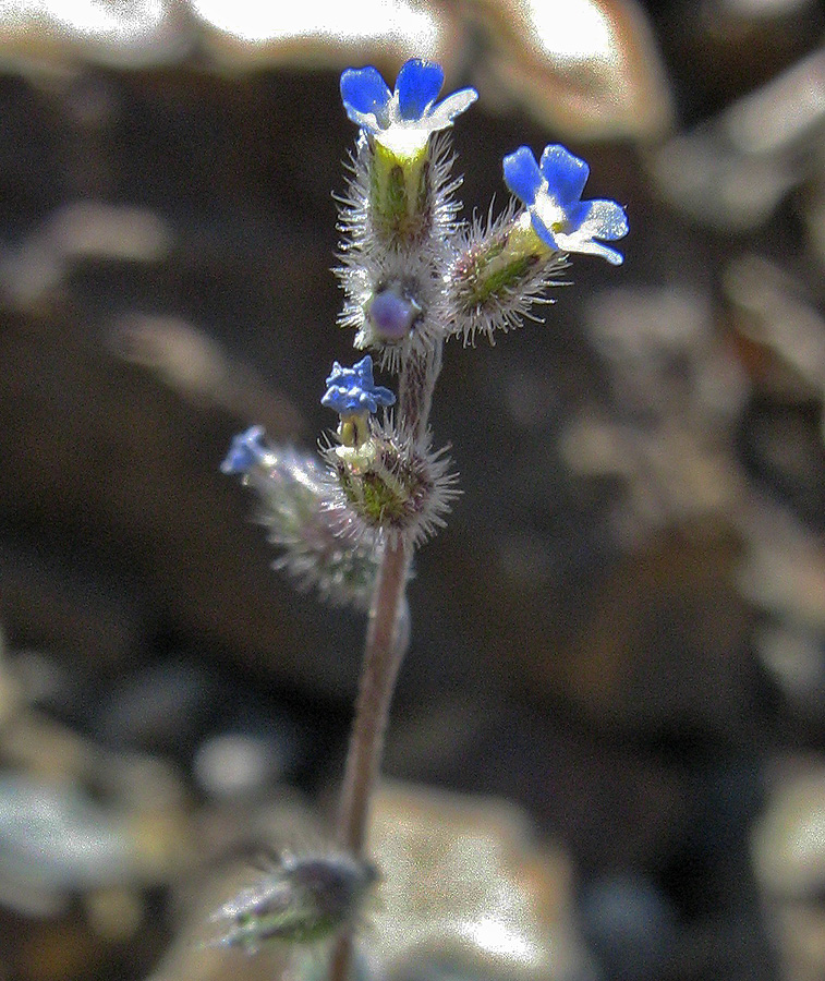 Изображение особи Myosotis ramosissima.