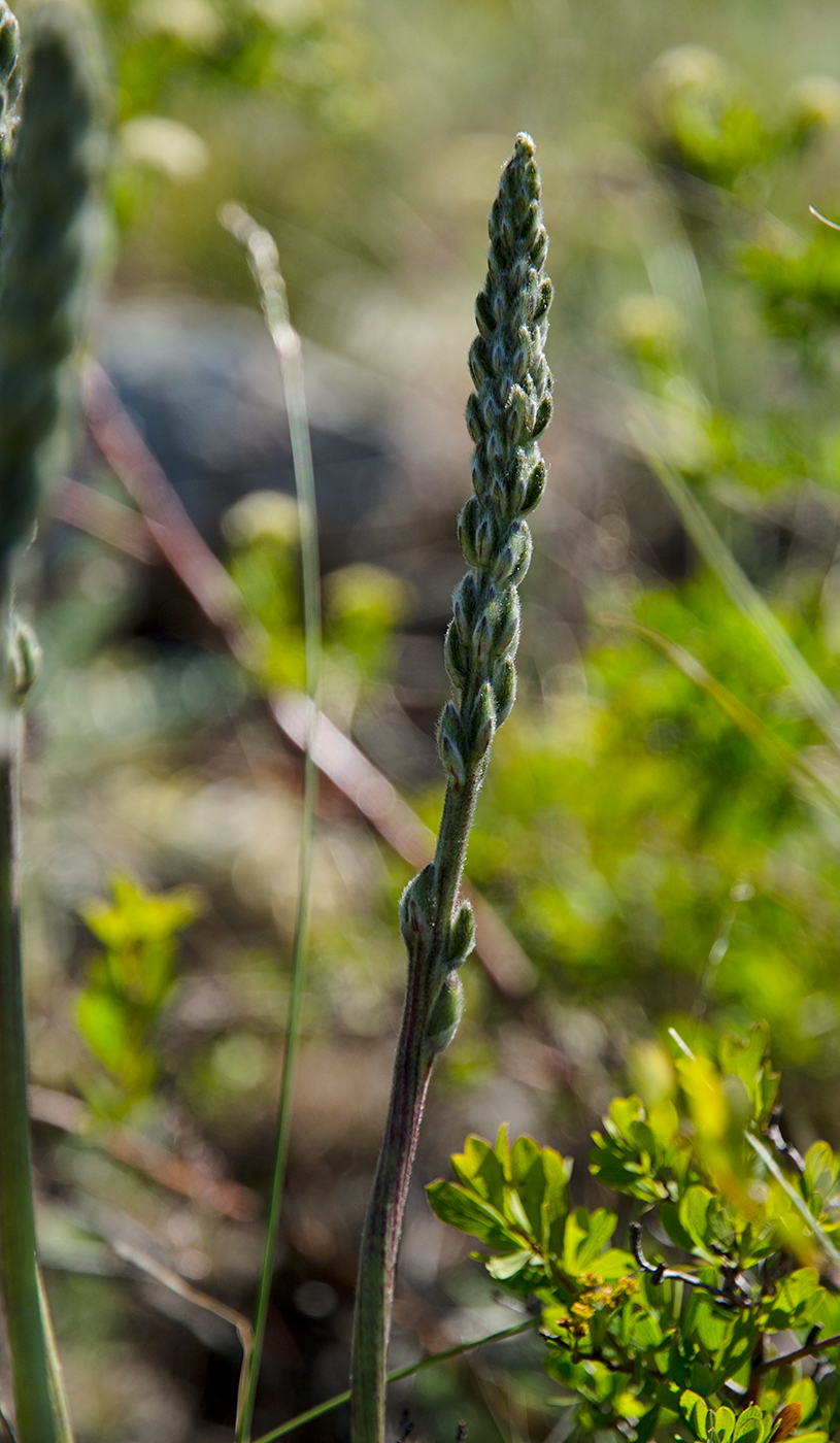 Image of Oxytropis spicata specimen.