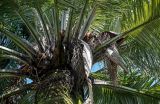 View full-size image Jubaea chilensis