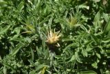 View full-size image Centaurea iberica