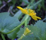 Смотреть изображение Caltha palustris