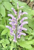 Aconitum moldavicum