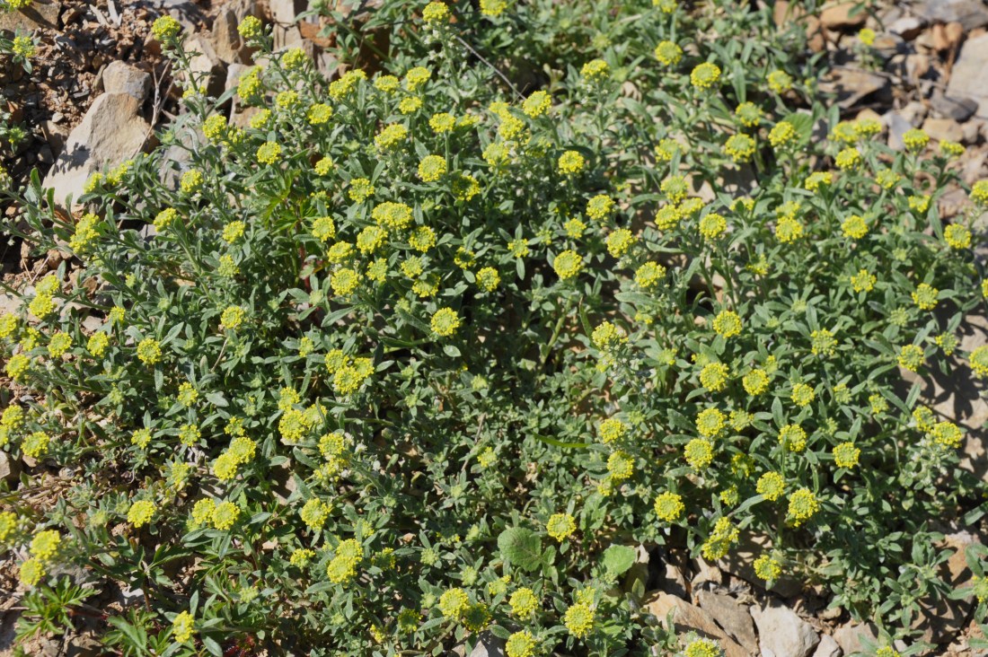 Image of genus Alyssum specimen.