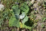 View full-size image Salvia aethiopis
