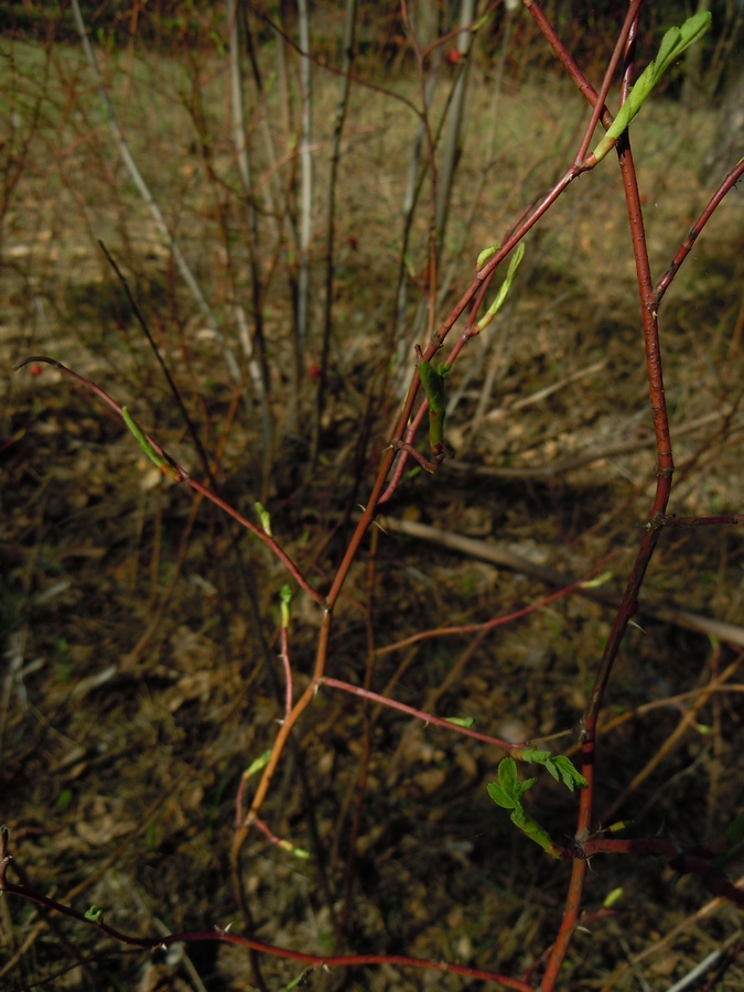 Image of Rosa cinnamomea specimen.