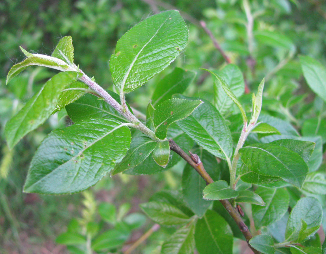 Image of Salix myrsinifolia specimen.