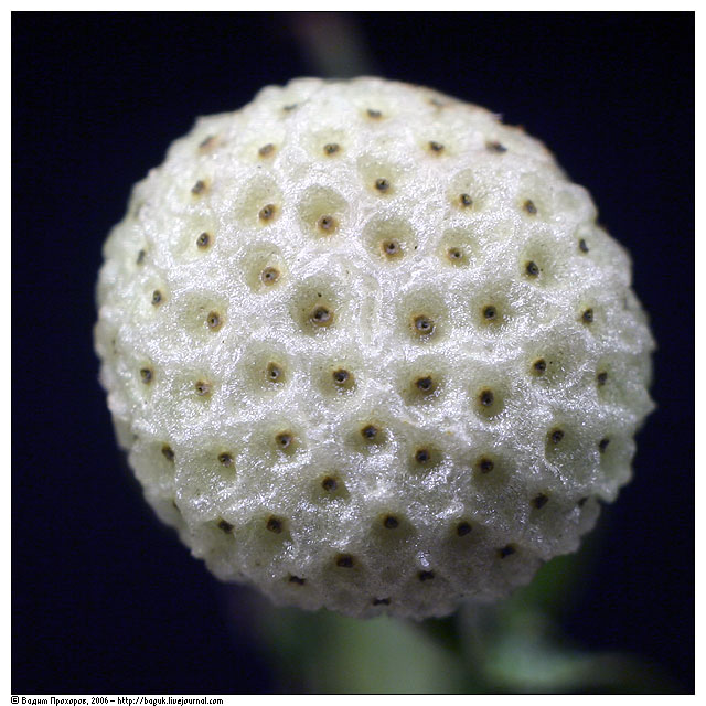 Image of genus Taraxacum specimen.