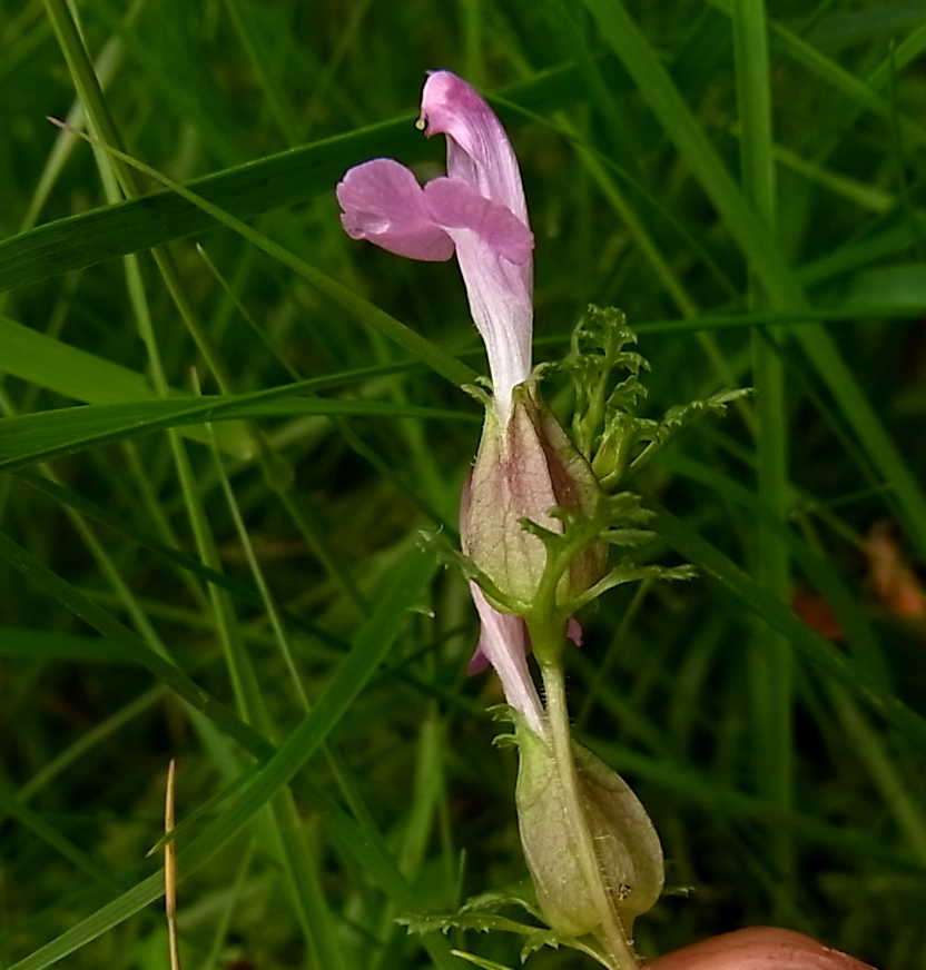 Image of Pedicularis sylvatica specimen.