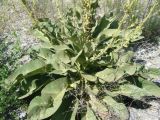 Verbascum songaricum. Розетка прикорневых листьев с основаниями цветоносных побегов. Копетдаг, Чули. 27 мая 2011 г.