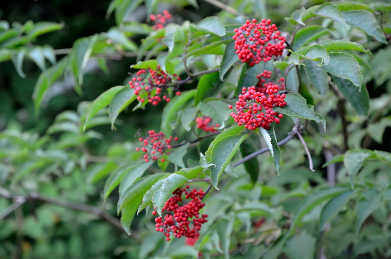 Image of Sambucus sibirica specimen.