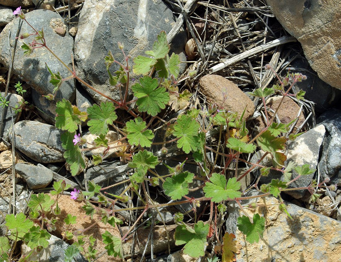 Изображение особи Geranium rotundifolium.